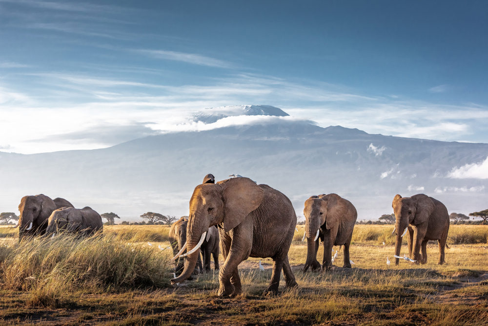 Kenia & Tanzania