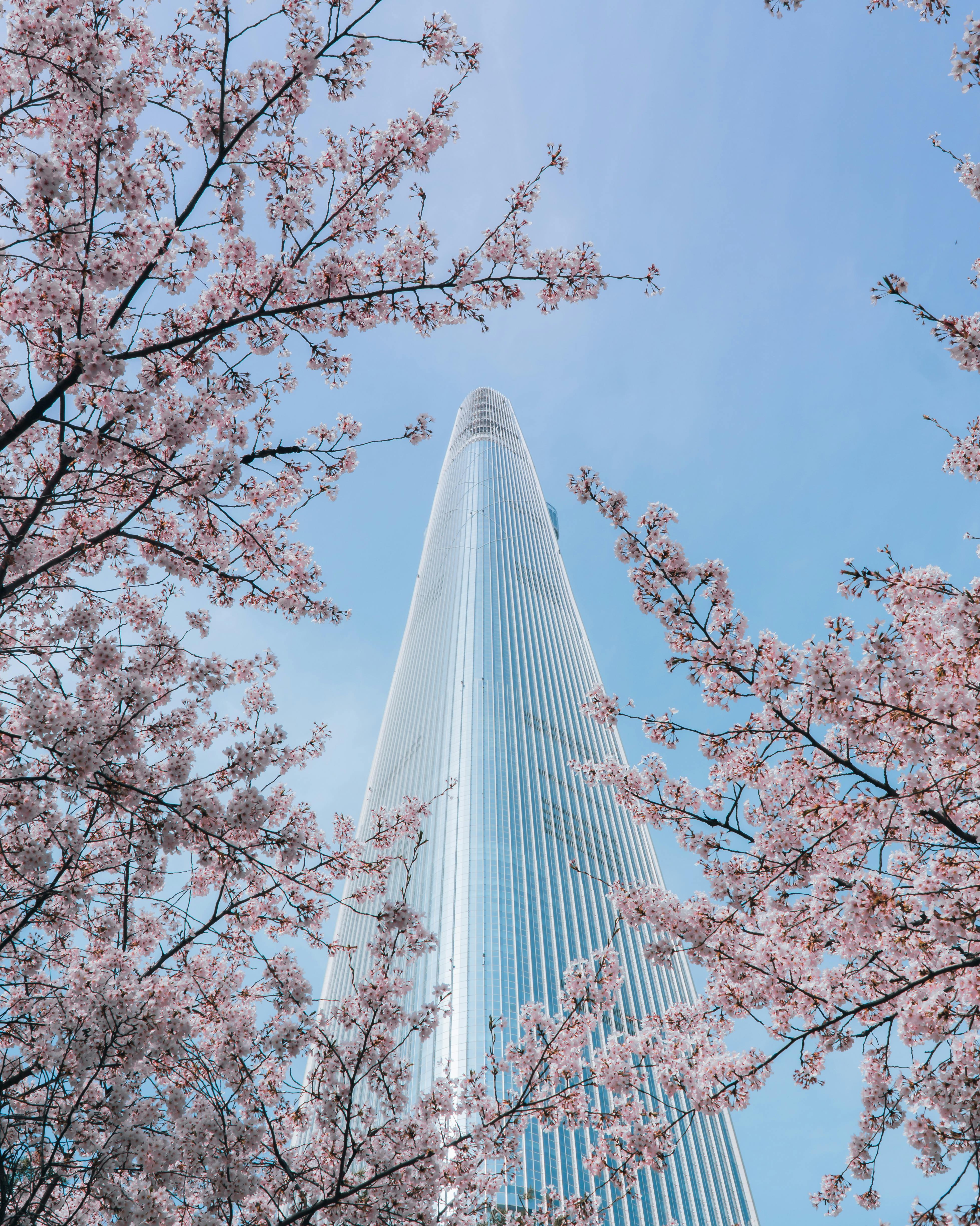 Corea & Japón - "Cherry Blossom"