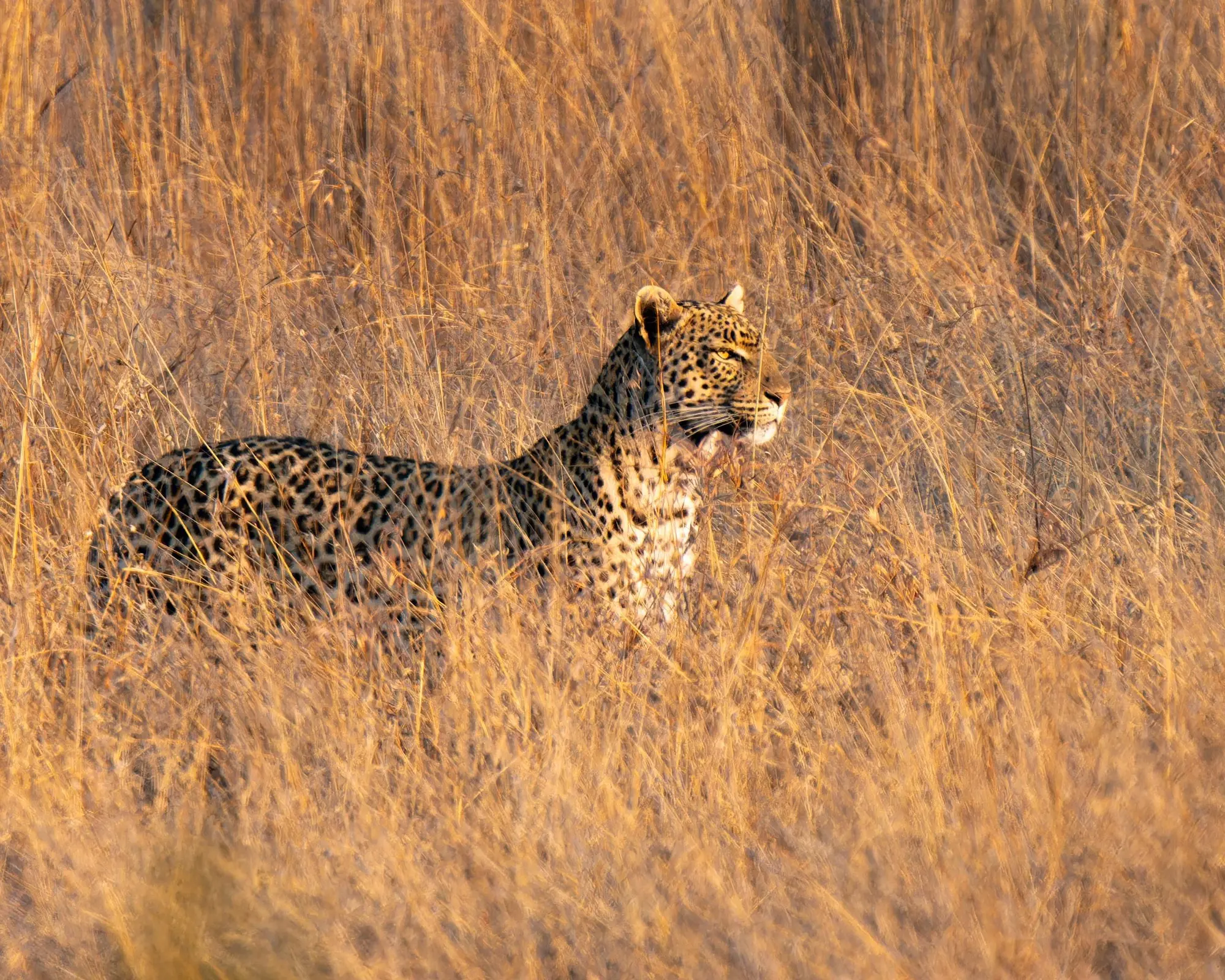 Experiencia Sudáfrica